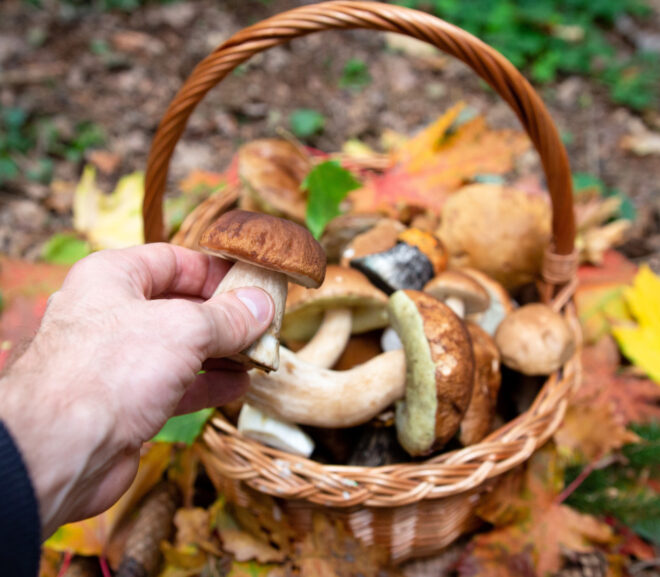 Zbieranie grzybów – jak zbierać grzyby?